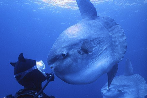 潛水時(shí)驚慌怎么辦？
