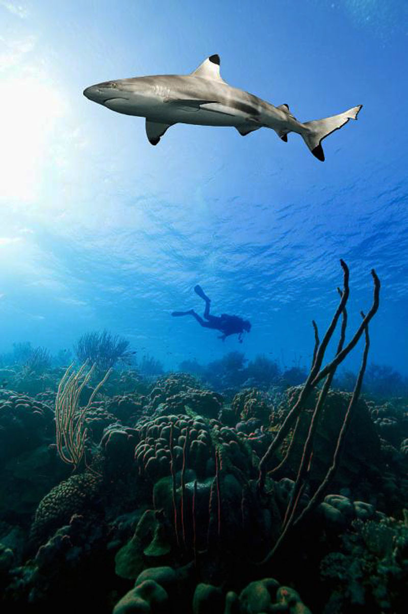 鯊魚(yú)為什么不吃潛水員？