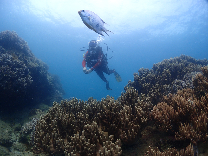 目前世界較大的潛水培訓系統有哪些？