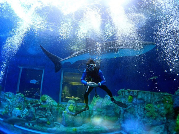 潛在水里，學(xué)做一條靜靜的魚(yú)