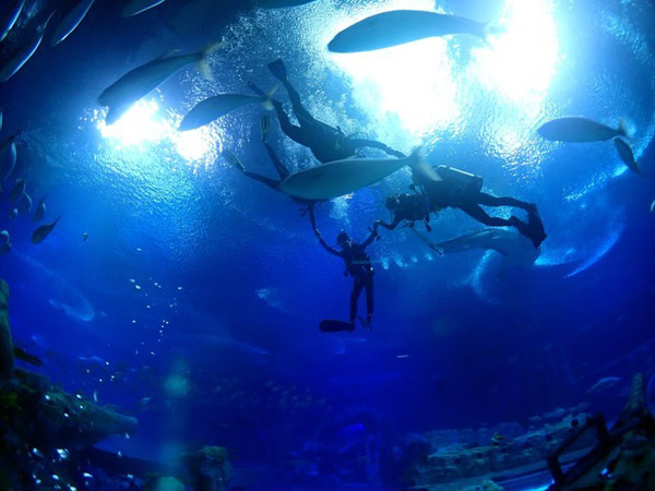 潛在水里，學(xué)做一條靜靜的魚(yú)