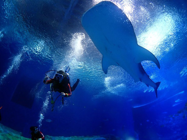 潛在水里，學(xué)做一條靜靜的魚(yú)