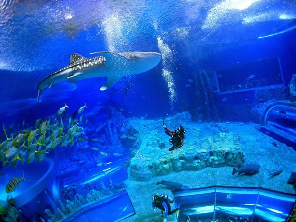 潛在水里，學(xué)做一條靜靜的魚(yú)