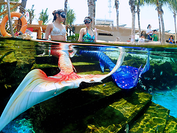 美人魚(yú)的邂逅