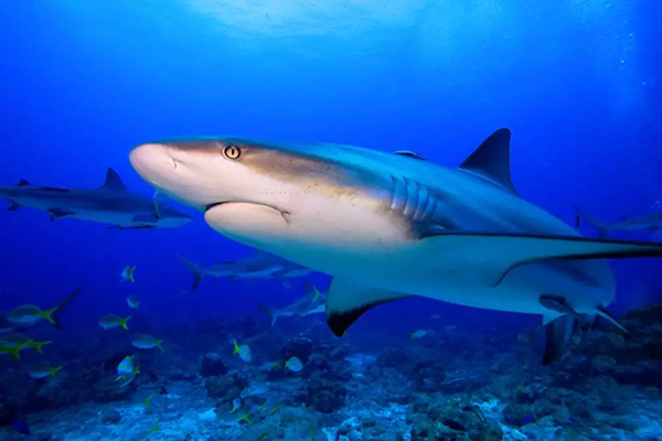 【水肺潛水安全嗎？】轉自PADI