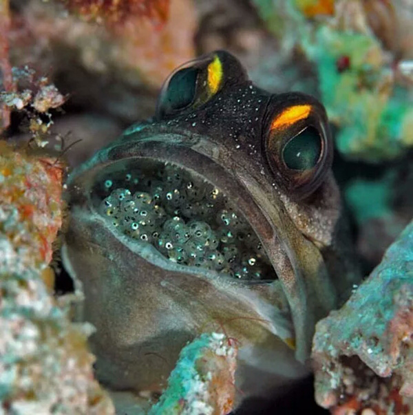 【潛水這艘賊船，這次開(kāi)往上帝的花園】文章轉自/三聯(lián)生活周刊