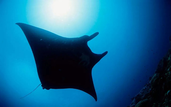 【潛水這艘賊船，這次開(kāi)往上帝的花園】文章轉自/三聯(lián)生活周刊