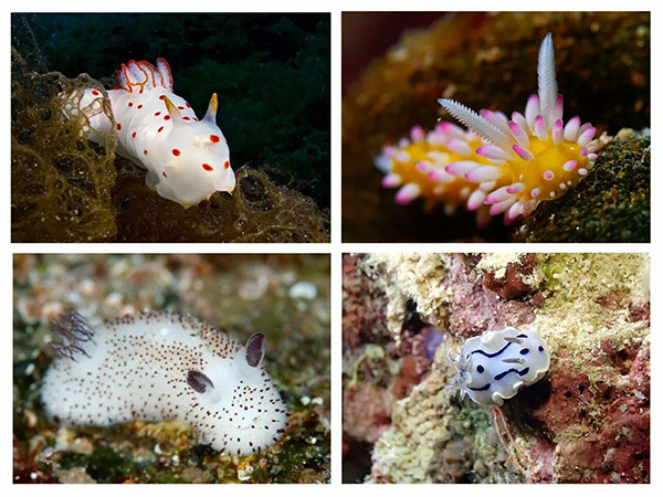 【潛水這艘賊船，這次開(kāi)往上帝的花園】文章轉自/三聯(lián)生活周刊