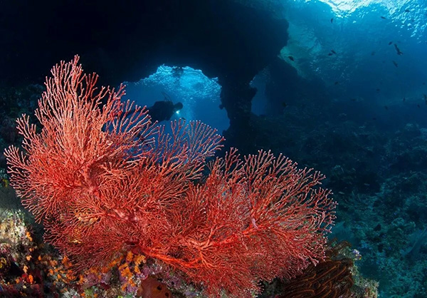 【潛水這艘賊船，這次開(kāi)往上帝的花園】文章轉自/三聯(lián)生活周刊