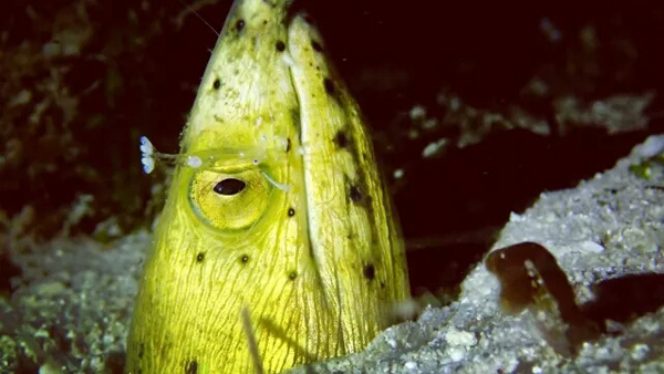 潛水拍照新姿勢，放下你的剪刀手，我們來(lái)這樣拍