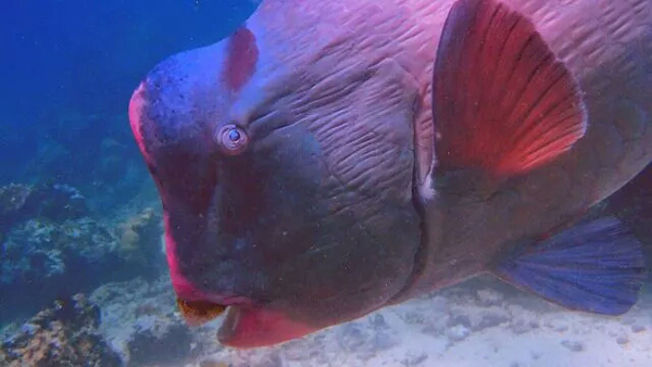 潛水拍照新姿勢，放下你的剪刀手，我們來(lái)這樣拍