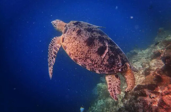 潛水拍照新姿勢，放下你的剪刀手，我們來(lái)這樣拍