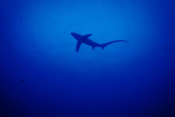 潛水拍照新姿勢，放下你的剪刀手，我們來(lái)這樣拍