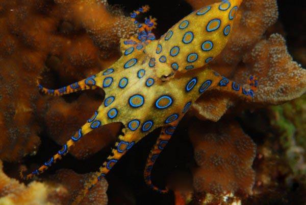 藍環(huán)章魚(yú)