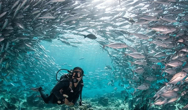 馬來(lái)西亞潛水絕佳攻略