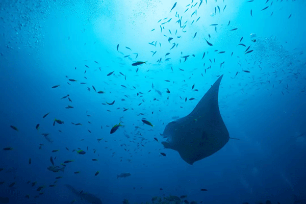 FX的船宿之旅---馬爾代夫（四方線(xiàn)）