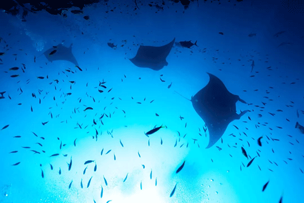 FX的船宿之旅---馬爾代夫（四方線(xiàn)）