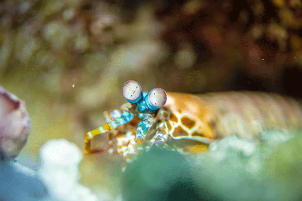 FX的船宿之旅---馬爾代夫（四方線(xiàn)）