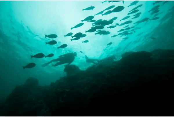 成為潛水員之前的你，是不是也問(wèn)過(guò)這些問(wèn)題？