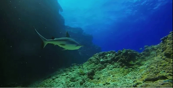 毛里求斯，不要太美