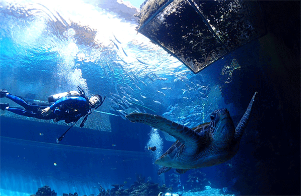 潛水常見(jiàn)問(wèn)題，原來(lái)潛水沒(méi)你想的那么難