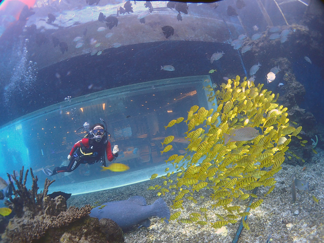 除了俯瞰大地的飛翔，還有潛入海底的翱翔。