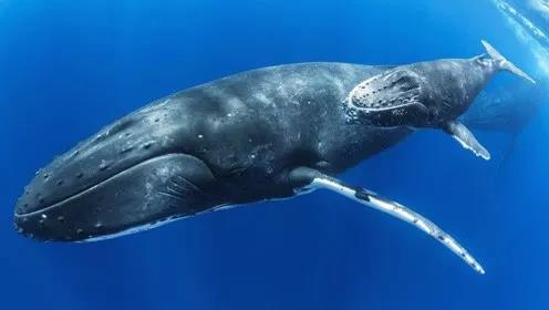 鯨魚(yú)科普-鯨魚(yú)大全送給你