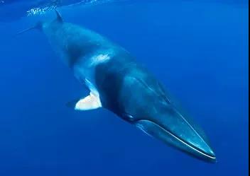 鯨魚(yú)科普-鯨魚(yú)大全送給你