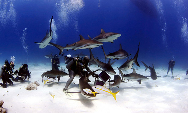 潛水員遭70頭鯊魚(yú)團團包圍