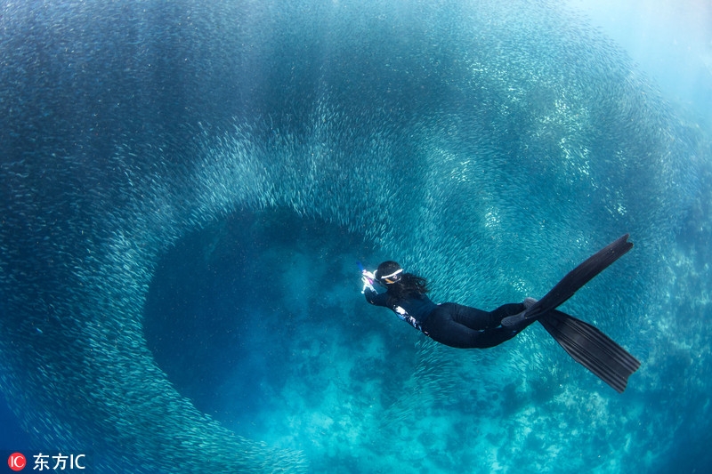 潛水途中偶遇到沙丁魚(yú)“軍團”