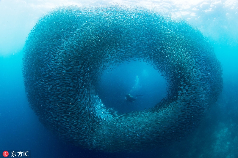 潛水途中偶遇到沙丁魚(yú)“軍團”